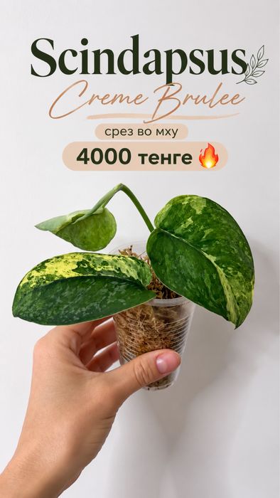 Сциндапсус Крем Брюле