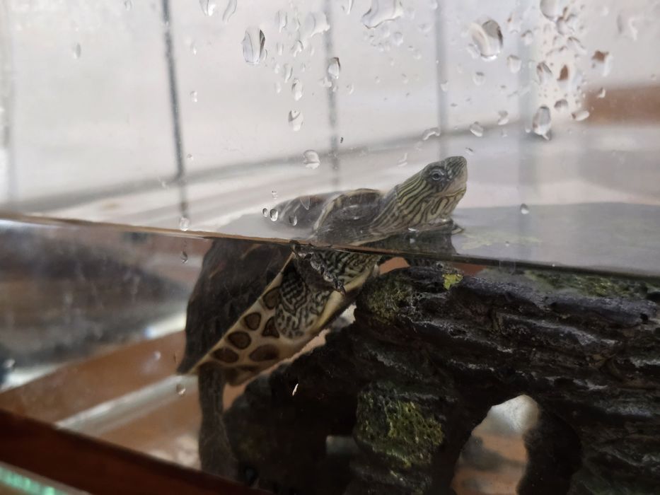 Черепахи аквариумные