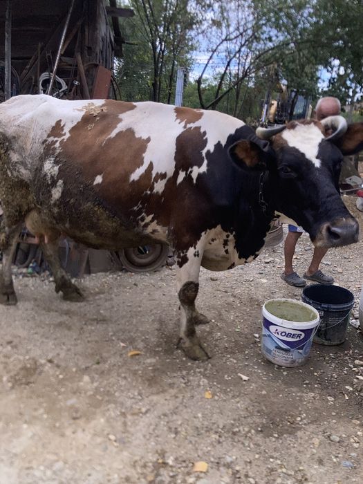 Vand vaca cu vitel