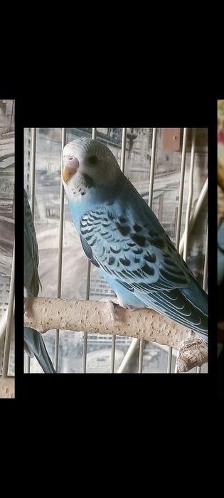 Волнистый попугай