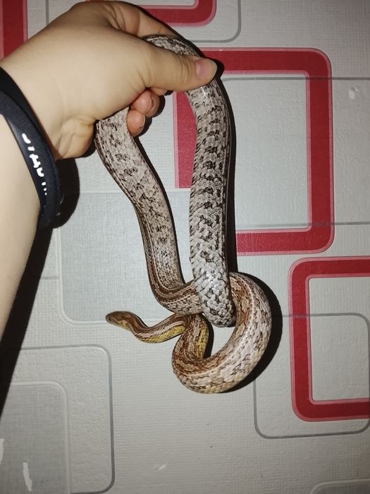 В продаже маисовые полозы