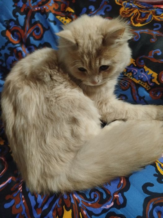 Mushuk qizbola shunga ogl sherik kerak