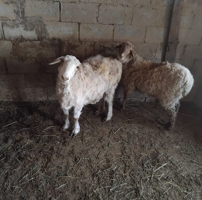 Сатамын ,продам!