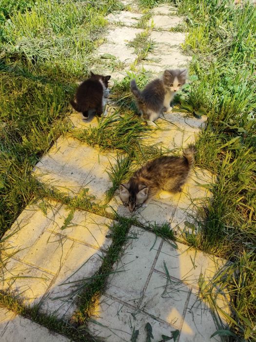 Котята от крысоловки.