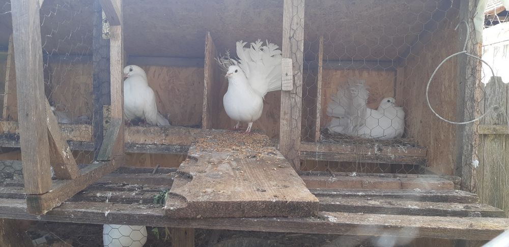 Porumbei albi pentru eveniment (curcani)