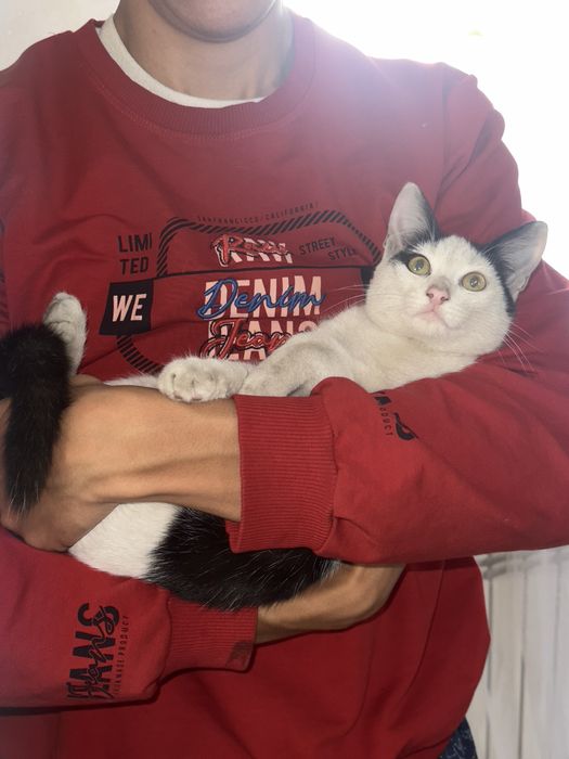 Котеночек мальчик