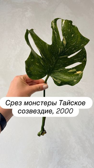 Монстеры мелколистные, Тайка