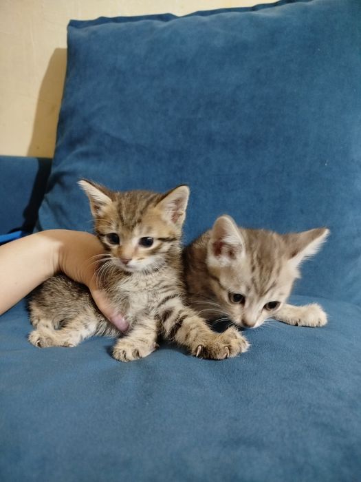 Отдам маленьких котят