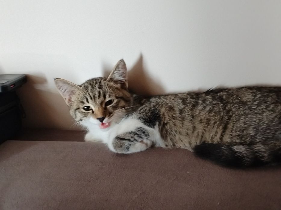 Отдам котёнка бесплатно+ корм