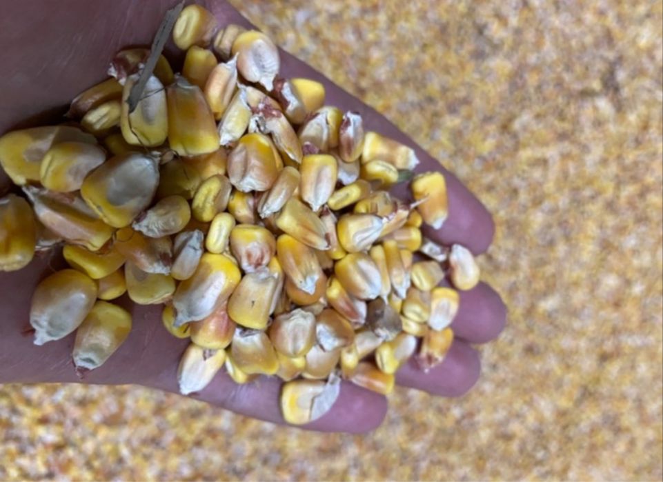 Продам кукурузу в зернах сухая