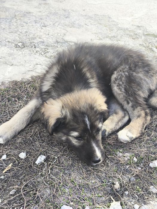 Отдам в добрые руки