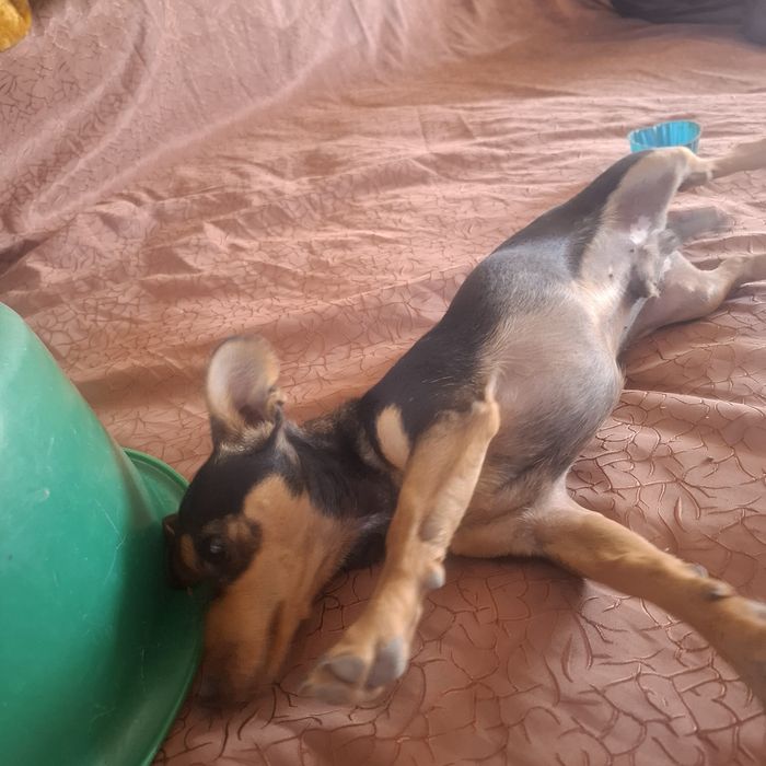 Продам Тойтерьер мальчика