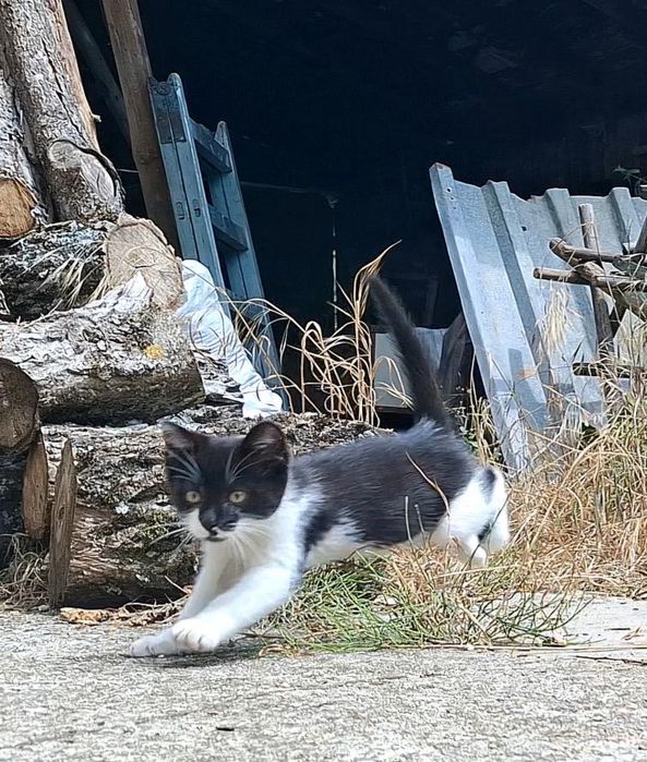 Спешно подарявам мъжко коте