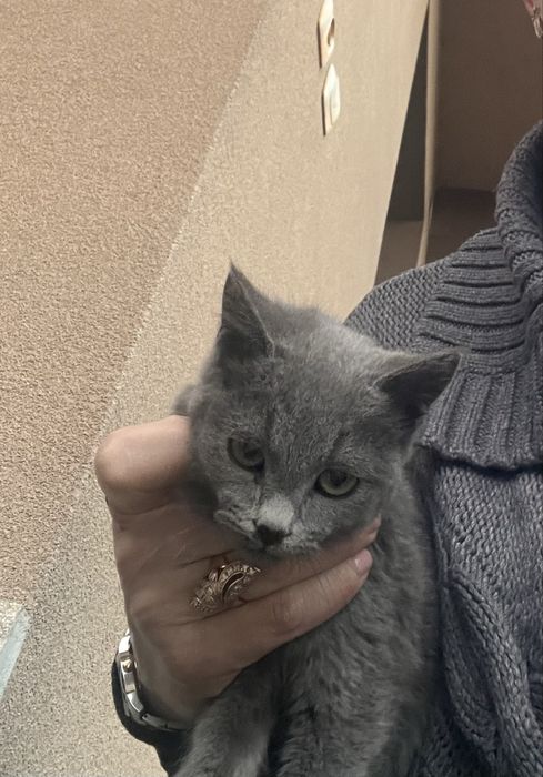 Тези сладки котенца си търсят дом