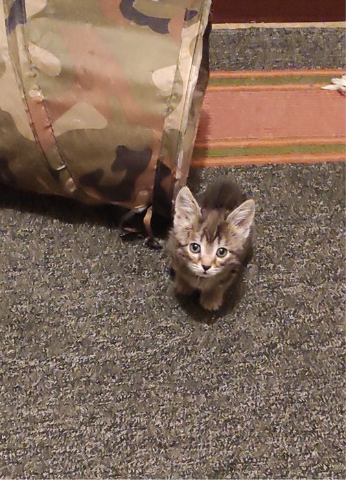 Котенок в добрые руки
