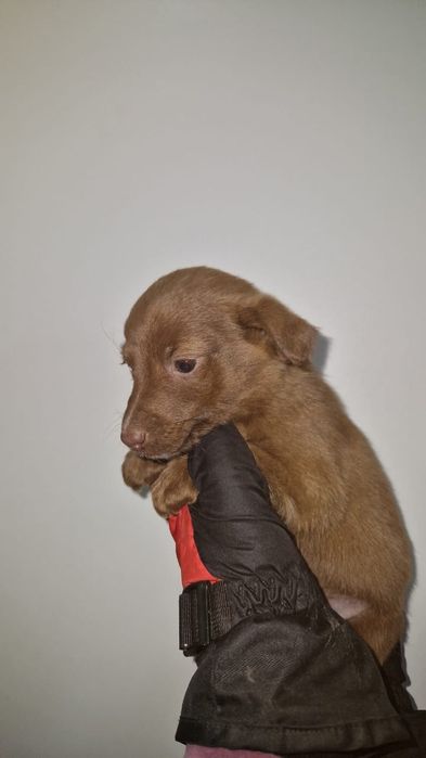 Отдам щенков в добрые руки