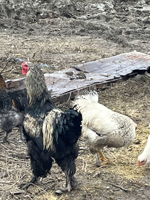 Cocosi de rasa crescuti bio