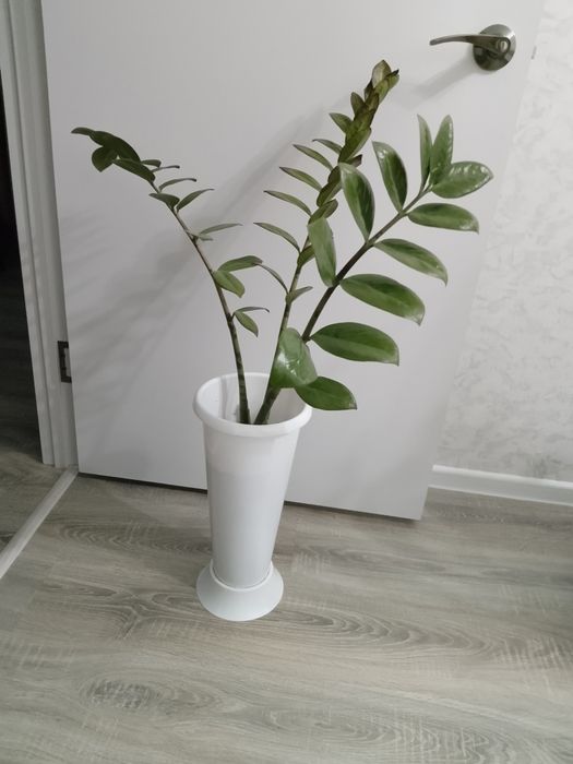 Продам комнатные цветы