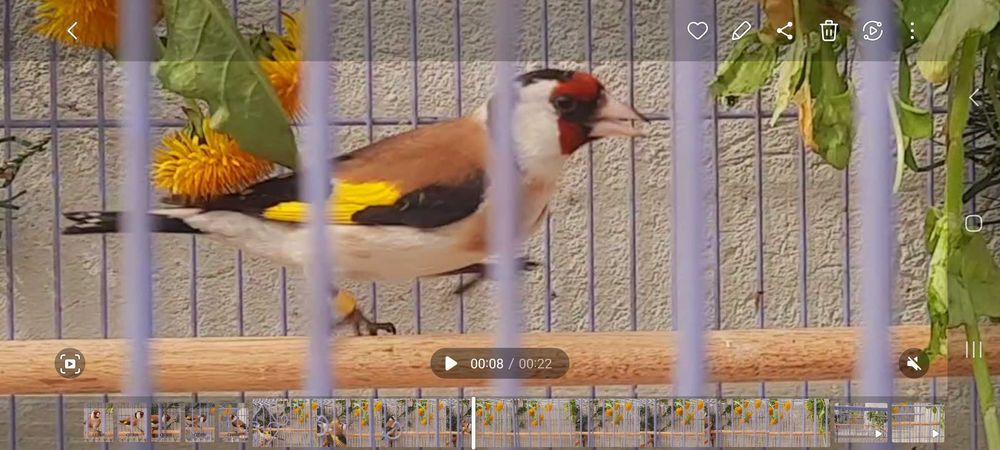 Продаётся щегол черноголовый.