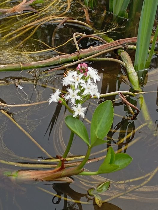 Растения для пруда