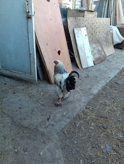 Продам годовалого петушка