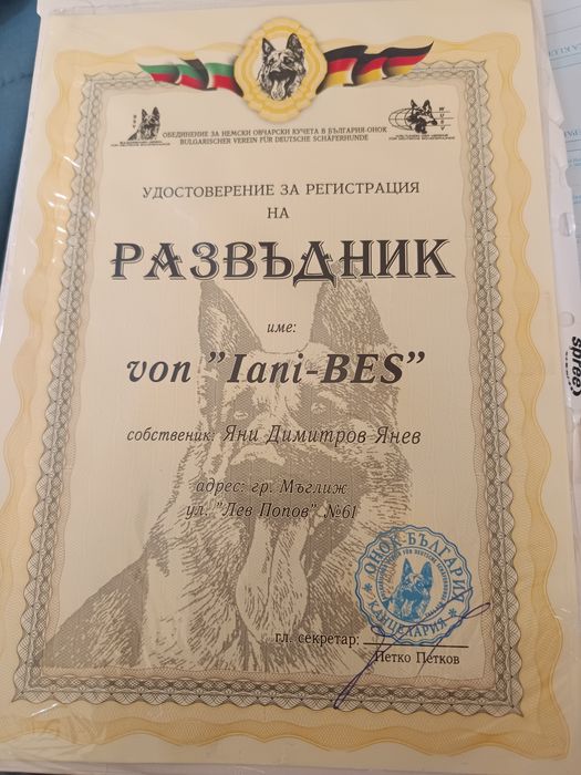 Малки елитни немски овчарки