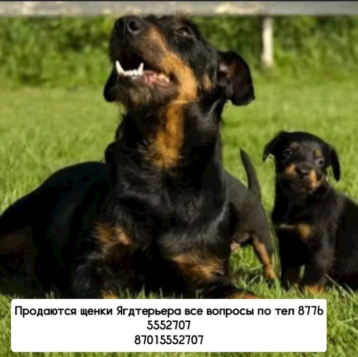 Продаются щенки ягдтерьера