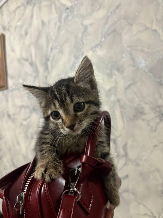 Котята (девочки)