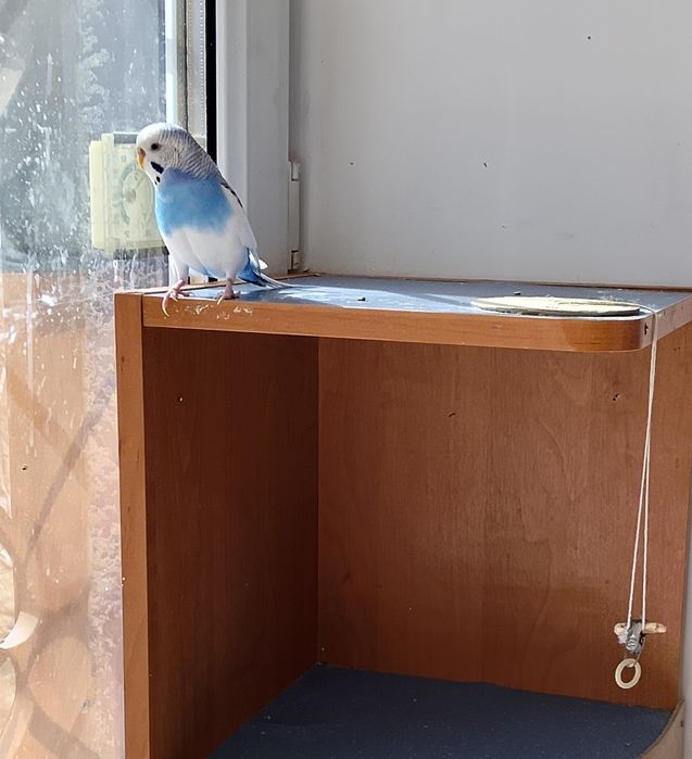 Волнистые попугаи, пара