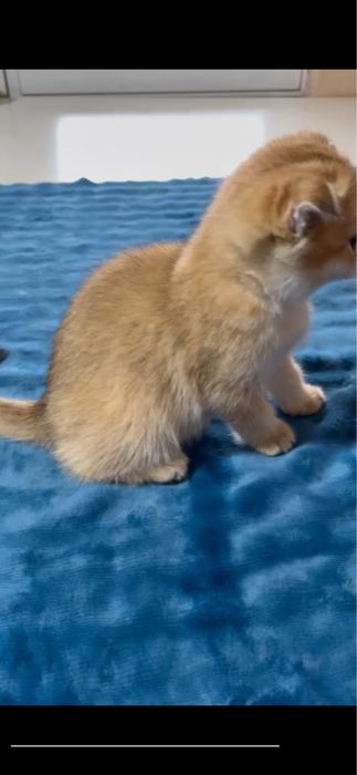 Продается очень яркий фолд