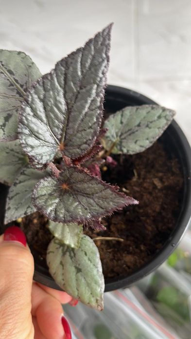 Комнатные растения