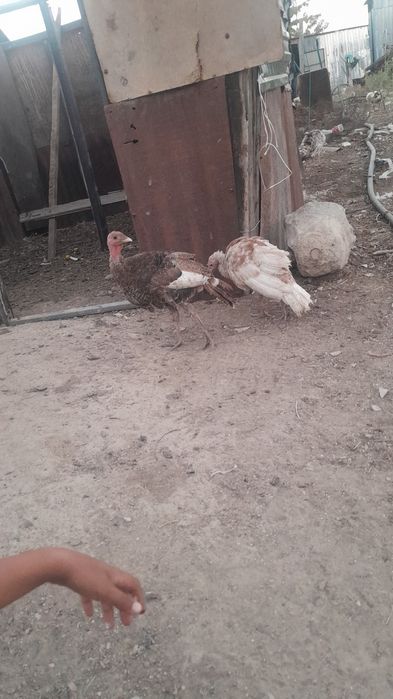 Продам индюков продам