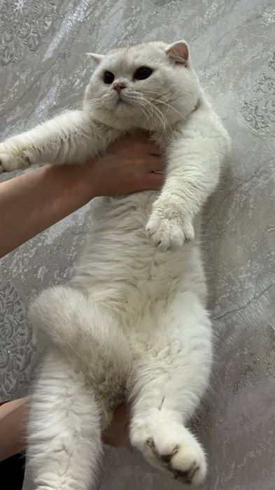 Вязка  кошак, мушук  чатиштириш