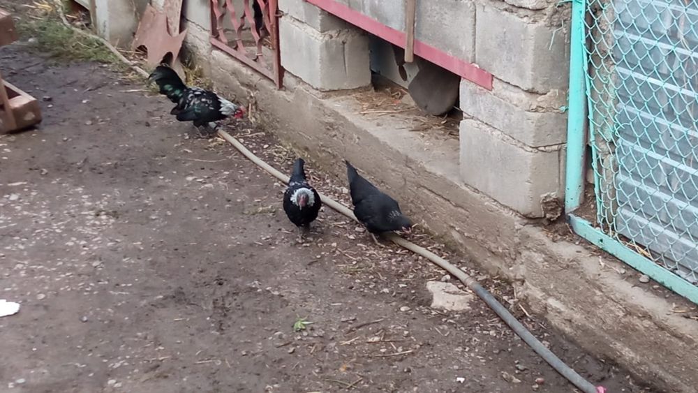 Продам карликовых курей