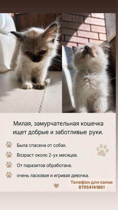 Котеночек в добрые ручки