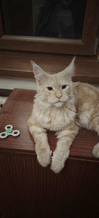 Продаётся красавчик мейн-кун любимцы