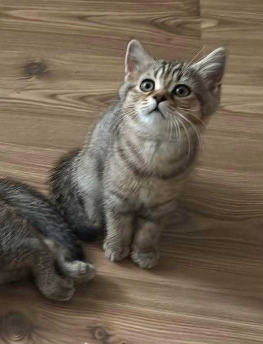 Шотландско котенце