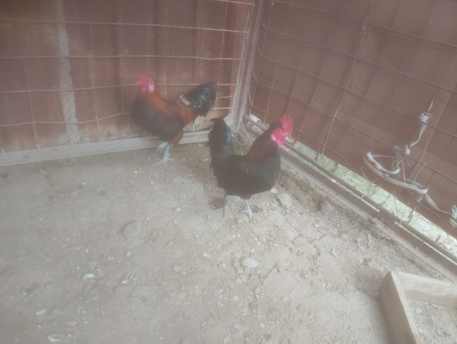 Продаётся японские