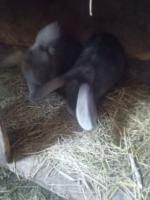 Продам  кроликов