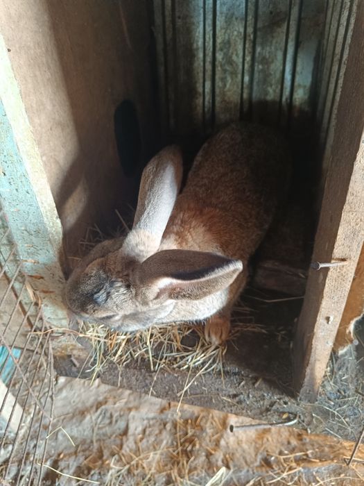 Продам молодых кролов и крольчих