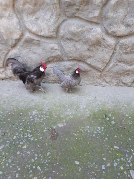Карликовые куры и Брама