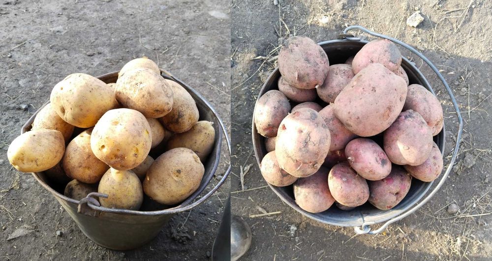 Продам картофель