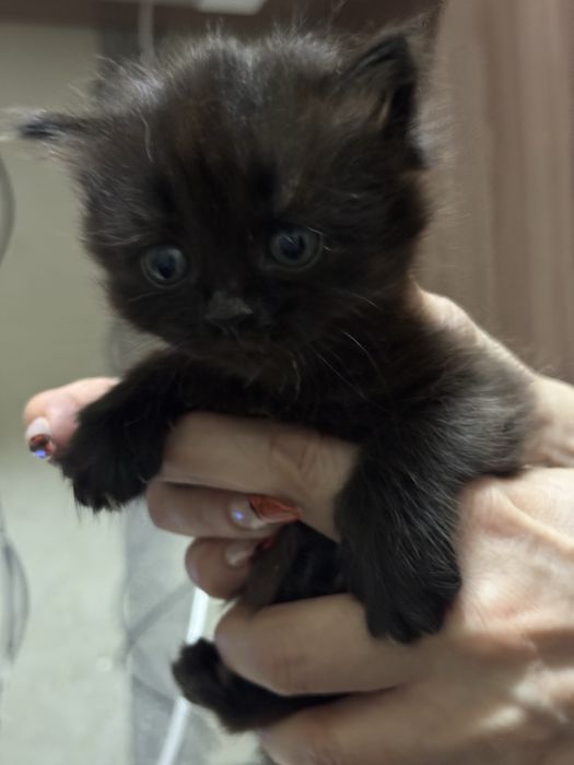 Котята в хорошие руки