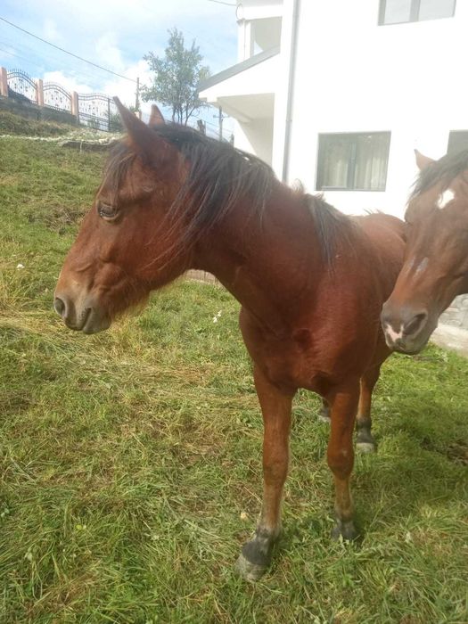 Cal 1 an jumatate castrat