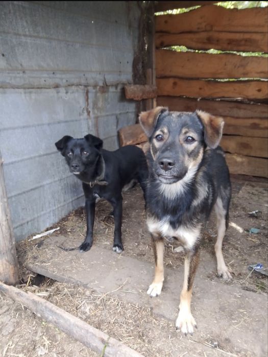 Мальчишки, 2 года. Кастрированы.