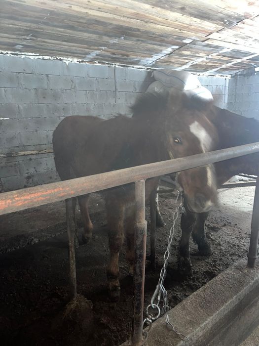 Жирный тай на согым