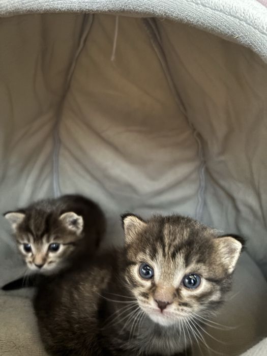 Котята девочка и мальчик