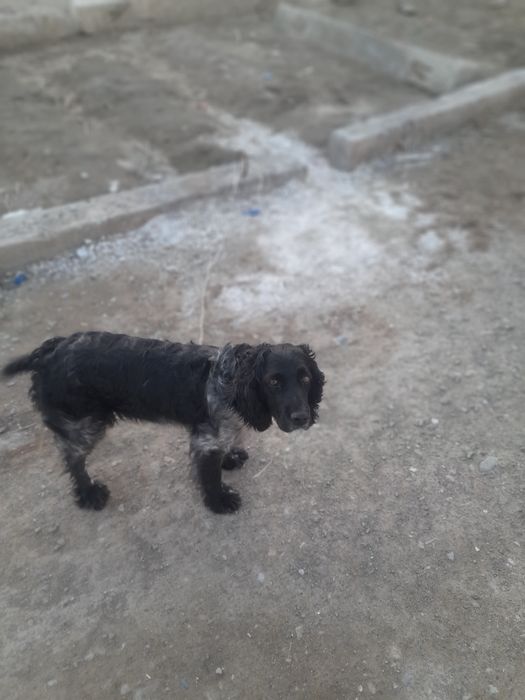 Ургшаы спаниель сатылады