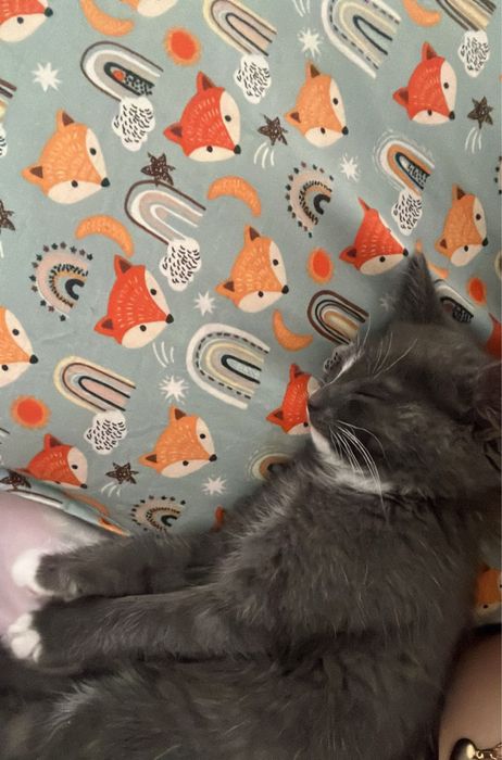Отдам кота в хорошие руки