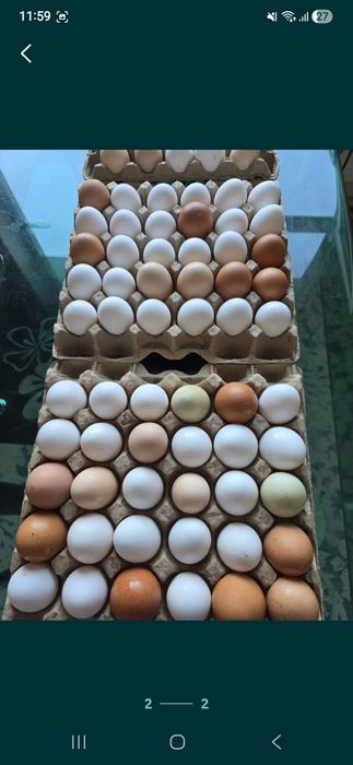 Яйца домашние...